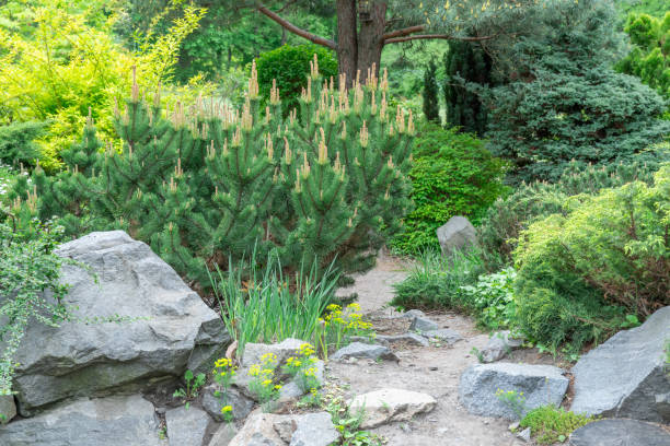 Application natural stone in landscape design. Stone path in garden with bushes trees flowers. Beautiful manicured green plants in gardening. View exterior scenery in public park. Example designers.