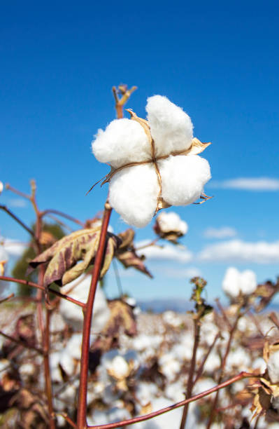 Cotton field (Turkey / Izmir). Agriculture concept photo.