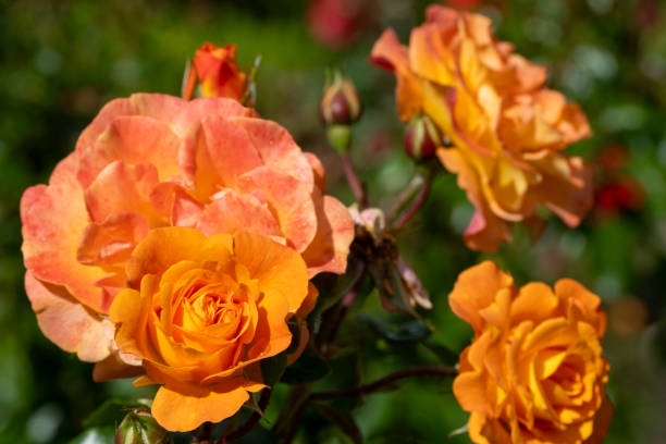 istock beautiful blooming orange roses in the sun 2155040261