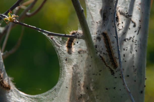 istock A group of caterpillars in a nest on a tree 2155040529