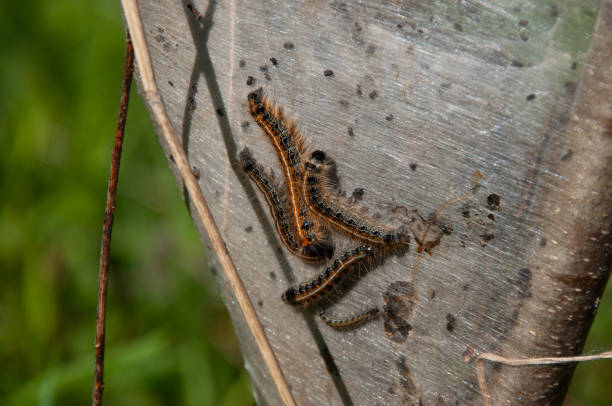 A group of caterpillars in a nest on a tree in a meadow