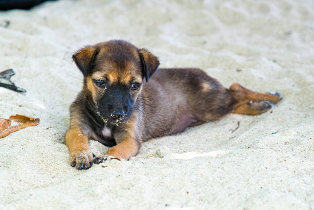 Brown black dog lying down in the beach.