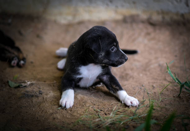 Black and white puppy lying down in the soil.