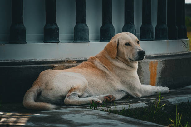 istock Brown dog lying down in the cemented floor. 2155041049