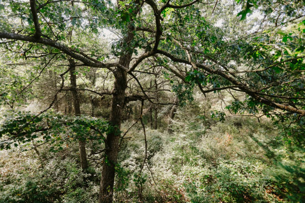 A scenic shot of the trunks of trees in a forest. The most visible one is an oak.
