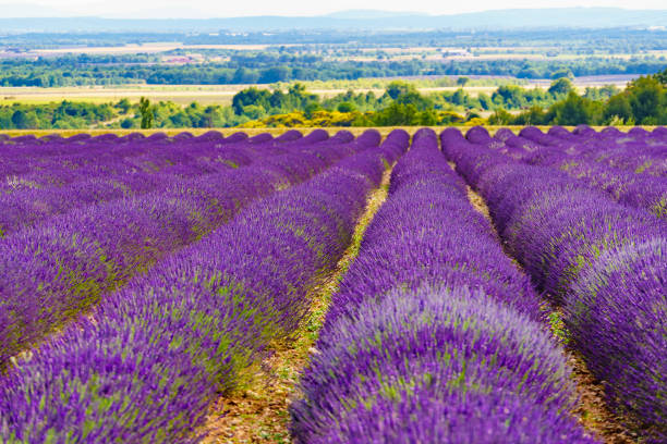 istock Provence landscape with lavender fields, France 2155042575