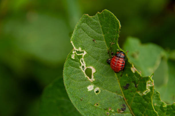istock A red Colorado potato beetle 2155042909