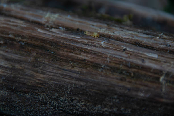 istock A caterpillar larva crawling on a log 2155042910