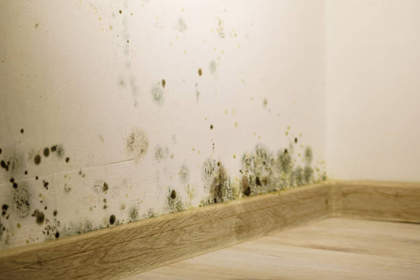 istock Mould and fungus growth on wall 2155043581
