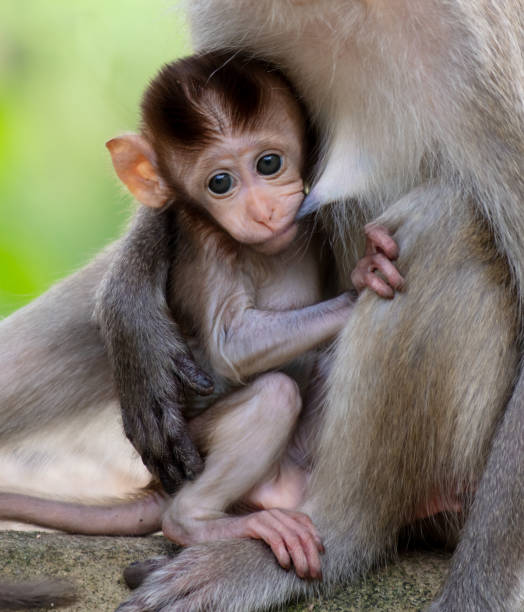 istock Monkey with baby in tropical park 2155044294