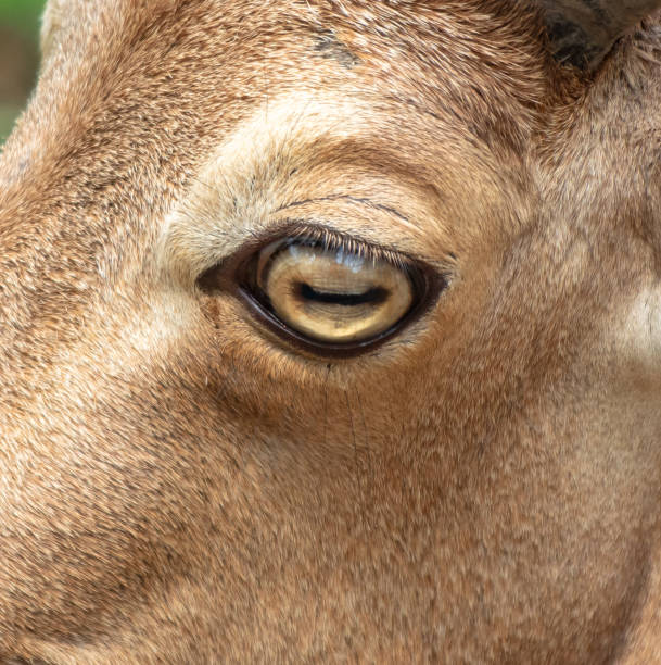 istock Close-up of a goat's eye 2155044352