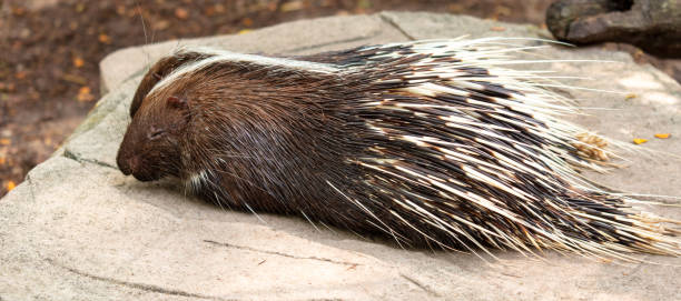 istock A porcupine sleeps in the zoo 2155044376