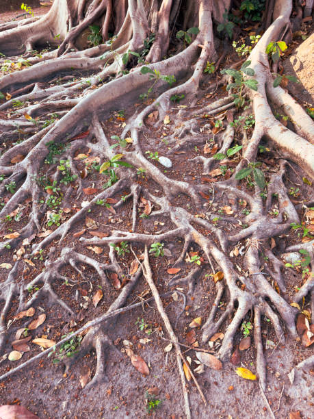 istock Large roots of a tree in the tropics 2155045255