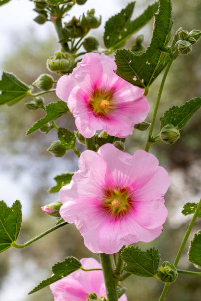 istock Wild flower, Scientific name; Althaea officinalis 2155046400