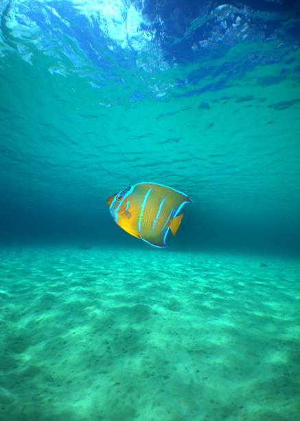 istock angel fish in the caribbean sea 2155046493