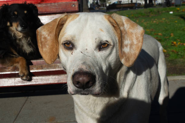 a stray dog looking at the camera