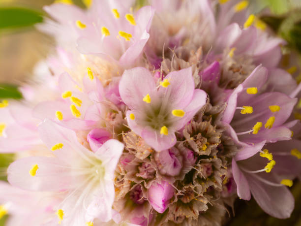 Closeup of wildflower head in spring
