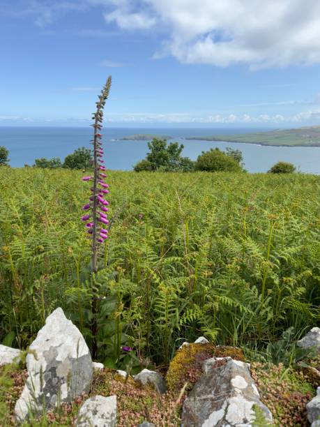 istock Foxglove and bracken with stone wall in Pembrokeshire 2155049081