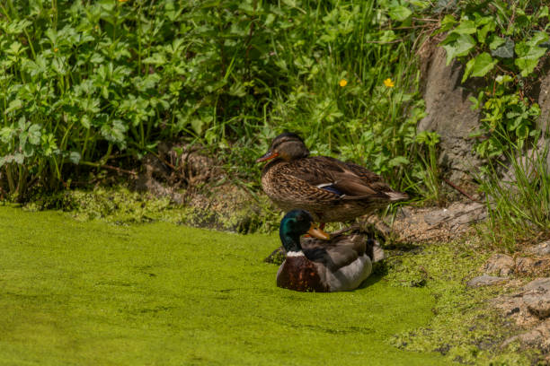 istock Green algae in water on pond in south Moravia with ducks 2155050077