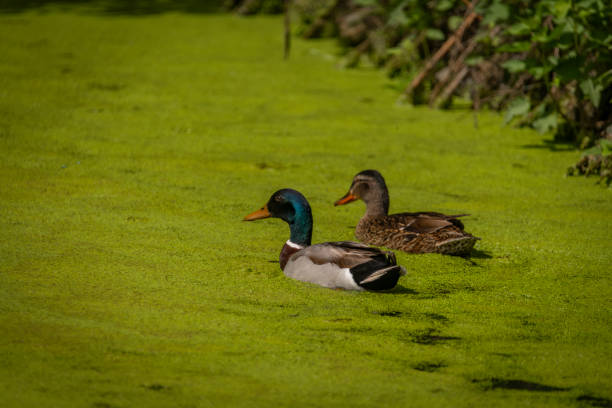 istock Green algae in water on pond in south Moravia with ducks 2155050122