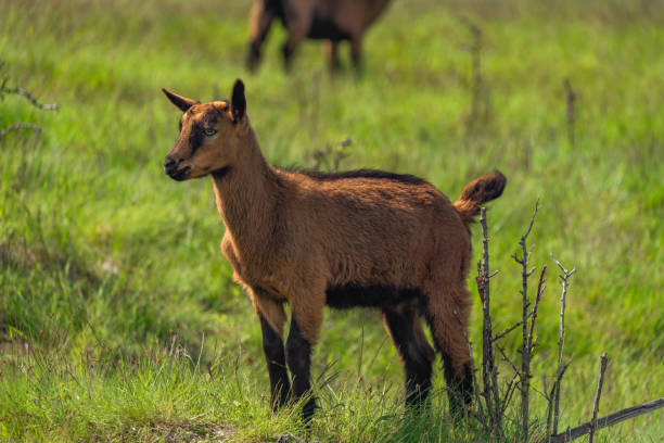 Brown goat in green fresh grass in sunny hot spring day
