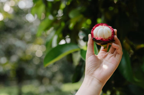 istock Hand holding mangosteen At the fruit orchard in Thailand 2155054362