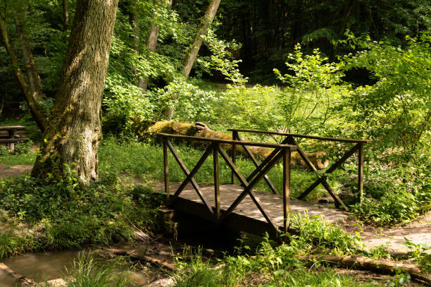 Small wooden bridge over a stream in the forest in springtime.