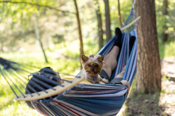 istock A man lies in a hammock with a Yorkshire Terrier dog 2155055904