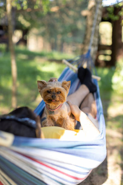 istock A man lies in a hammock with a Yorkshire Terrier dog 2155055911