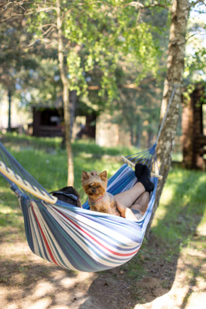 istock A man lies in a hammock with a Yorkshire Terrier dog 2155055918