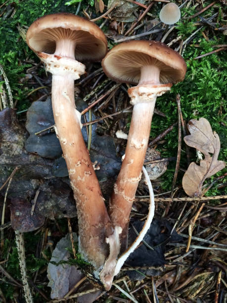 istock Two poisonous mushrooms lie on the grass close-up 2155056255