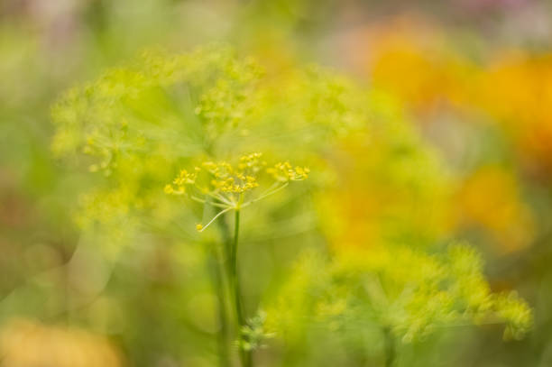 Fiori di finocchio selvatico, Sicilia