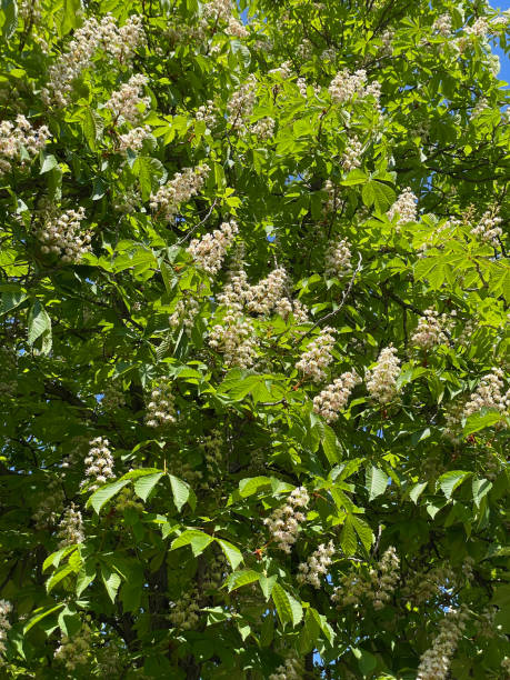 istock Spring blossoming chestnut flowers with green leaves 2155057143