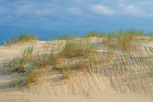 Beautiful Grey Dunes, Dead Dunes at the Curonian Spit in Nida, Neringa, Lithuania