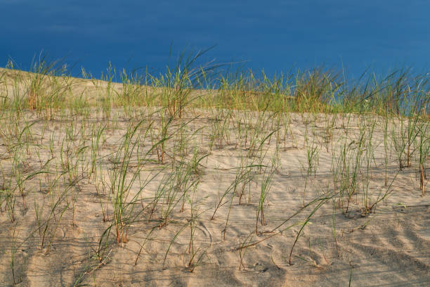 Beautiful Grey Dunes, Dead Dunes at the Curonian Spit in Nida, Neringa, Lithuania