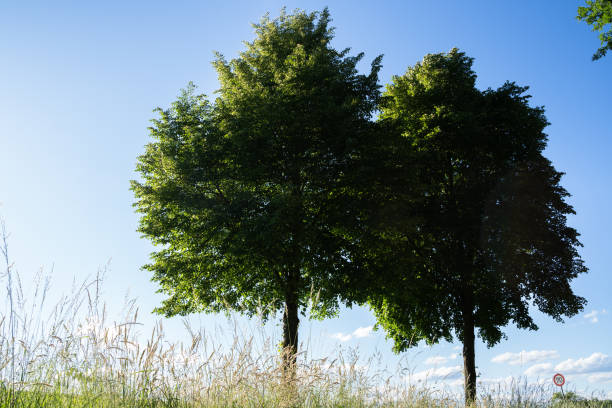 istock Two trees in the country in summer 2155057761