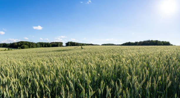 istock Green unripe barley field in summer 2155057778