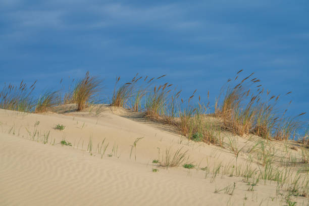 Beautiful Grey Dunes, Dead Dunes at the Curonian Spit in Nida, Neringa, Lithuania