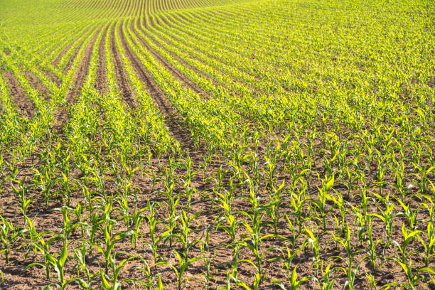 Young green corn plants in the farm field in summer
