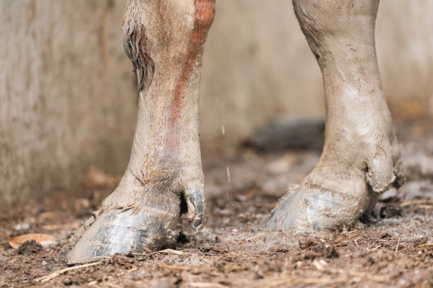istock Water buffalo (Bubalus bubalis), close-up in animals farm 2155058010