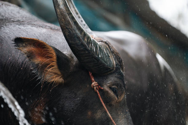 Water buffalo (Bubalus bubalis), close-up in animals farm