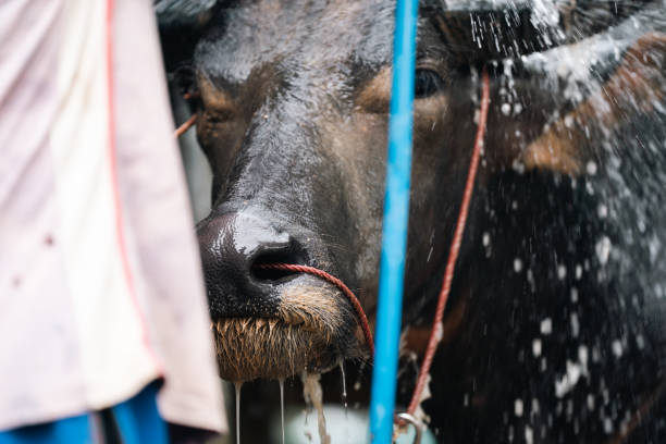 Water buffalo (Bubalus bubalis), close-up in animals farm