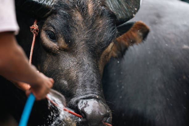 Water buffalo (scientific name: Bubalus bubalis) lives on the continents of Africa and Asia in all kinds of savannas and near a source of water, lives in large flocks. Buffaloes are found in Egypt, Sudan, India, Pakistan and southern Iraq, where they live in the southern marshes