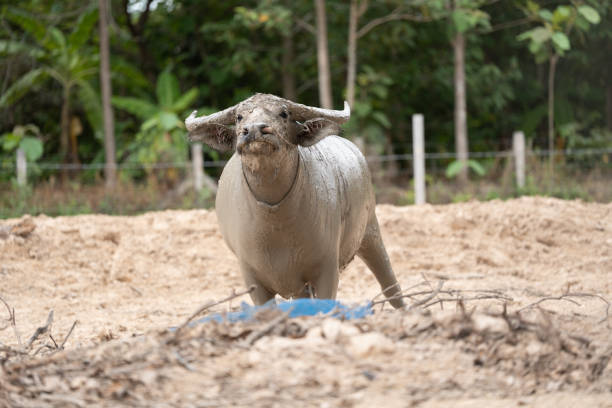 Water buffalo (Bubalus bubalis), close-up in animals farm