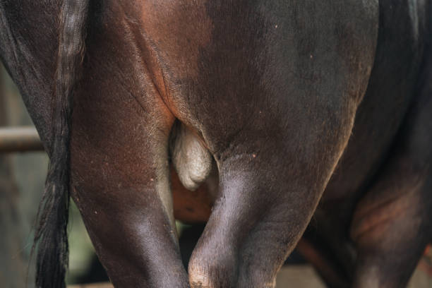 North brabant: first day that cow`s are outside after standing in the winter inside a stable.  The herarchy is confirmed.