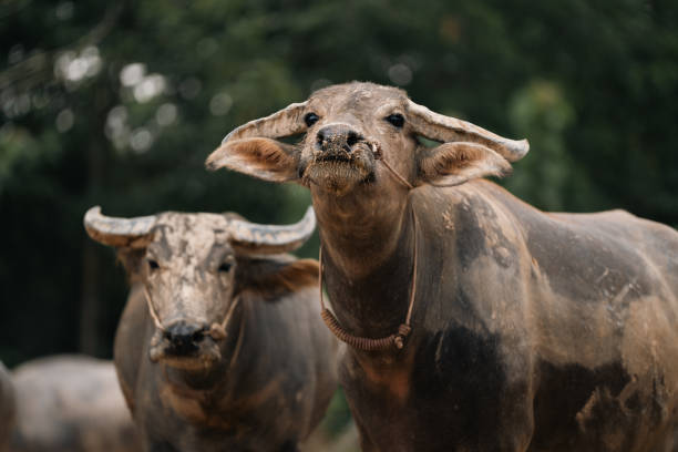 Water buffalo (Bubalus bubalis), close-up in animals farm