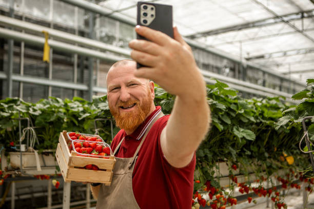 istock Strawberry farm greenhouse worker 2155058320