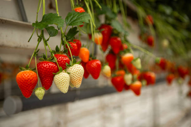 Strawberry farm greenhouse