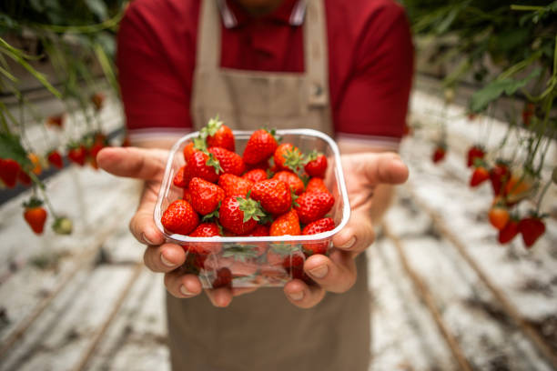 Close-up strawberry crop lying in a basket between beds in the garden. The concept of healthy food, vitamins, agriculture, market, strawberry sale