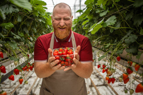 Handsome redhead senior strawberry farm greenhouse male manager during his daily duties